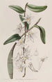 Dendrobium à tige douce - Sydenham Edwards — visning af kunstværket