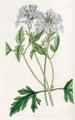 Verveine lilas douce - Sydenham Edwards — visning af kunstværket