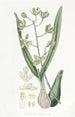 Epidendrum doux - Sydenham Edwards — visning af kunstværket