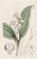 Orchis à cheveux doux - Sydenham Edwards — visning af kunstværket