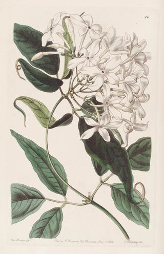 Sydenham Edwards - Tailleaved Jasmine.webp