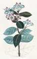 Calotropis haut - Sydenham Edwards — visning af kunstværket