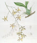 Største Oncidium-maleri - Sydenham Edwards — visning af kunstværket