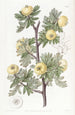 Aubépine à feuilles de tanaisie - Sydenham Edwards — visning af kunstværket