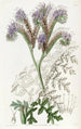 Phacelia à feuilles de tanaisie - Sydenham Edwards — visning af kunstværket