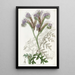 Phacelia à feuilles de tanaisie - Sydenham Edwards — indrammet kunstværk på væggen