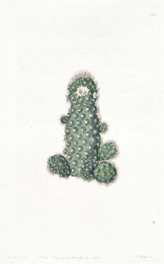 Sydenham Edwards - Taper Mammillaria.webp