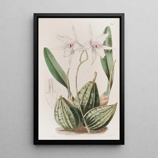 Sydenham Edwards - Tapering Laelia.webp