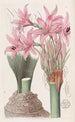 L'amaryllis af Banks - Sydenham Edwards — visning af kunstværket