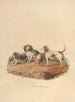 Le Beagle - Sydenham Edwards — visning af kunstværket