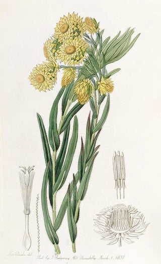 Sydenham Edwards - The Beautiful Morna.webp