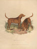 Le Chien de Sang - Sydenham Edwards — visning af kunstværket
