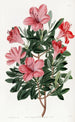 L'azalée chinoise rouge brique - Sydenham Edwards — visning af kunstværket