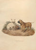 Le bouledogue - Sydenham Edwards — visning af kunstværket