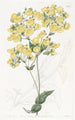 La fleur de pantoufle de Chiloé - Sydenham Edwards — visning af kunstværket