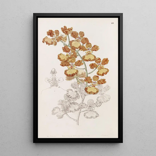 Sydenham Edwards - The Cropeared Oncid.webp