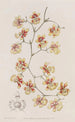 L'oncidium coussin - Sydenham Edwards — visning af kunstværket