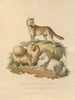 New South Wales-hunden og Pomeranian-hunden - Sydenham Edwards — visning af kunstværket