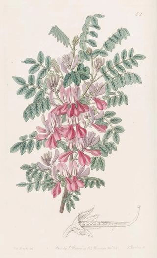 Sydenham Edwards - The Dosua Indigo.webp