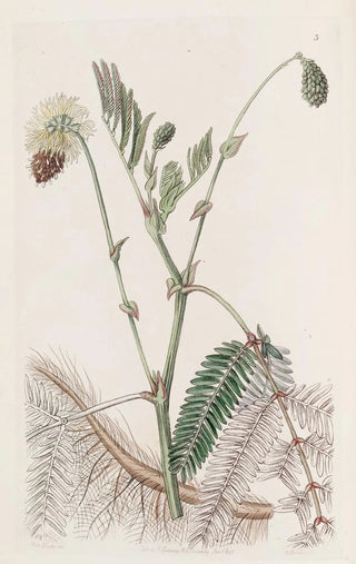 Sydenham Edwards - The Doubleyellow Watersensitive.webp