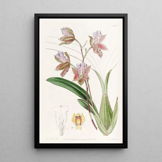 Sydenham Edwards - The Duke of Bedfords Oncidium.webp