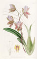 L'oncidium du duc de Bedford - Sydenham Edwards — visning af kunstværket
