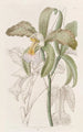 La cattleya à lèvres rugueuses du duc de Bedford - Sydenham Edwards — visning af kunstværket