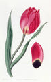 La tulipe œil de soleil précoce - Sydenham Edwards — visning af kunstværket