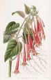 La fuchsia éclatante - Sydenham Edwards — visning af kunstværket