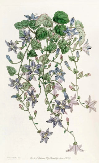 Sydenham Edwards - The Harebell of St Angelo.webp