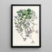 La campanule de Saint Angelo - Sydenham Edwards — indrammet kunstværk på væggen