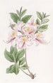 L'Azalée Blush Highclere - Sydenham Edwards — visning af kunstværket