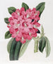 Le Rhododendron de Highclere - Sydenham Edwards — visning af kunstværket