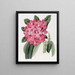 Le Rhododendron de Highclere - Sydenham Edwards — indrammet kunstværk på væggen