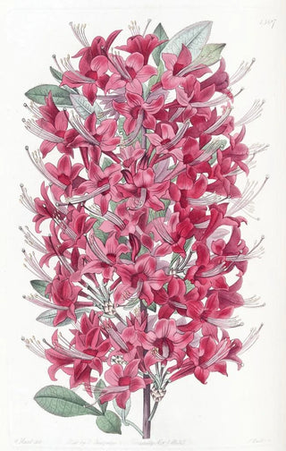 Sydenham Edwards - The Highclere Scarlet Azalea.webp