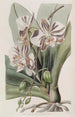 La Plante Papillon Indienne - Sydenham Edwards — visning af kunstværket