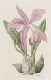La Laelia Mayflower - Sydenham Edwards — visning af kunstværket