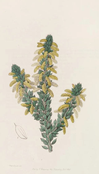 Sydenham Edwards - The Mourning Wattle.webp