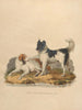 Le Chien de Terre-Neuve - Sydenham Edwards — visning af kunstværket