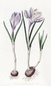 Le Crocus Vernal Peint - Sydenham Edwards — visning af kunstværket