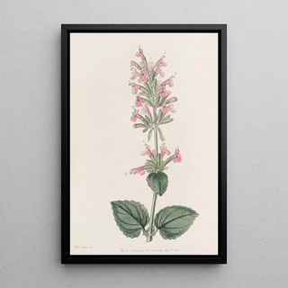 Sydenham Edwards - The Pale Cedronel.webp