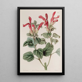 Sydenham Edwards - The Regla Sage.webp