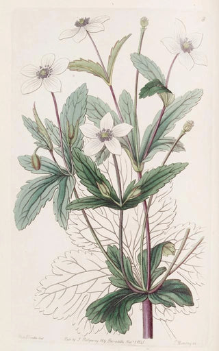 Sydenham Edwards - The Rill Anemone.webp