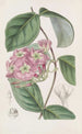 L'Échites Francisco Rivière - Sydenham Edwards — visning af kunstværket