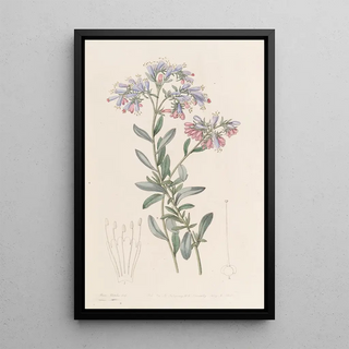 Sydenham Edwards - The Rock Bugloss.webp