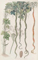 Le Concombre Serpent ou Fleur de Cheveux - Sydenham Edwards — visning af kunstværket