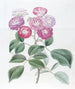La Rose des Sept Sœurs - Sydenham Edwards — visning af kunstværket