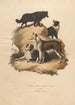 Le Chien de Berger et Le Cur - Sydenham Edwards — visning af kunstværket