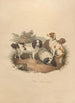 L'Épagneul - Sydenham Edwards — visning af kunstværket