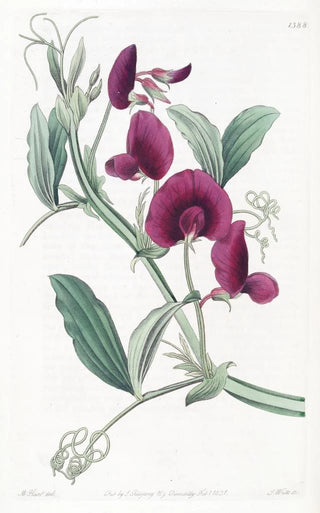 Sydenham Edwards - The Tangier Pea.webp